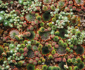 succulents background