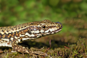 Fototapeta premium lizard and tongue