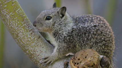 Golden-Mantled Ground Squirrel, Bryce canyon National park