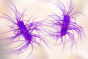 Escherichia coli bacterium, 3D illustration. Gram-negative bacterium with peritrichous flagella which is part of normal intestinal microflora and also causes enteric and other infections