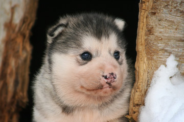 Husky Baby