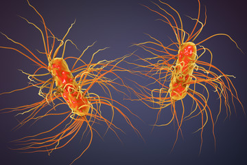 Escherichia coli bacterium, 3D illustration. Gram-negative bacterium with peritrichous flagella which is part of normal intestinal microflora and also causes enteric and other infections