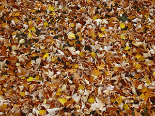 Herbstlaub Textur 08