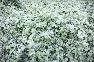 Decorative plant in greenhouse, close up view