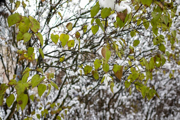 Lilac foliage in snow late autumn in early November