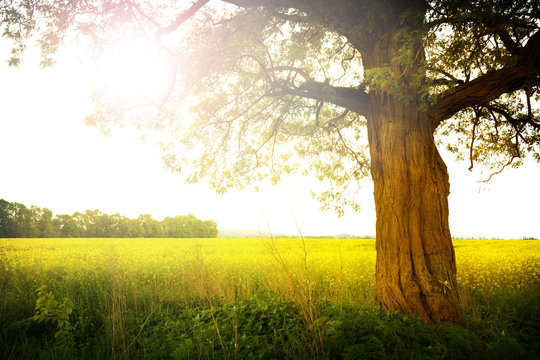 Fototapeta landscape with tree