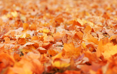 Fallen leaves in autumn park