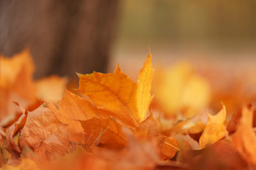 Fallen leaves in autumn park