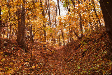 View of beautiful autumn park