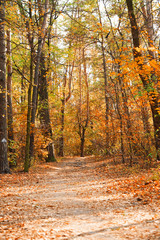 Path in beautiful autumn park