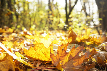 Close up view of fallen leaves in autumn park