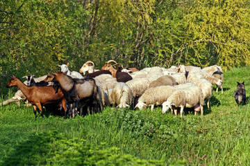 flock with dog