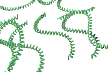 Leptospira isolated on white background, spiral bacteria which cause leptospirosis, 3D illustration