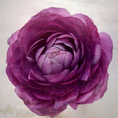Obraz premium Ranunkelblüte mit leichter Textur