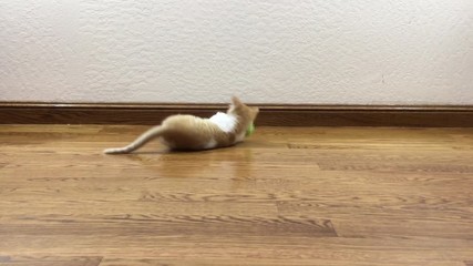 4K HD video of an orange and white tabby kitten chasing a green yarn ball, then siamese kitten plus gray and white kitten walk in to watch then all three walk out of the scene. Ball remains at end