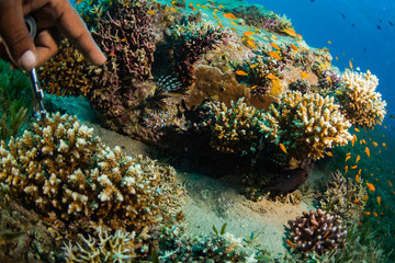 Tropical fish