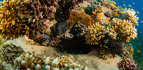 Tropical fish