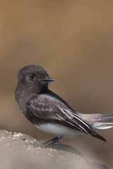The Wild Black Phoebe Pearching on the Rock at Ventura Beach