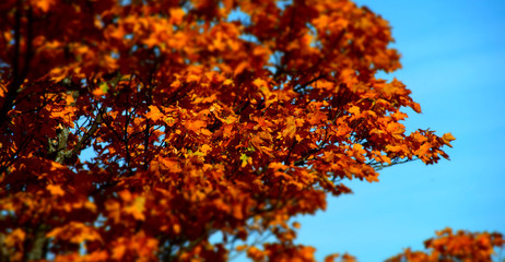 Red autumnal leaves on blue sky background