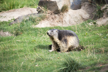 marmotta