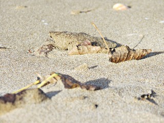 Hoja seca en la playa, principio de otoño, final del verano / Dry leaf on the beach, early fall, late summer