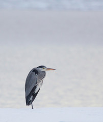 Grey Heron