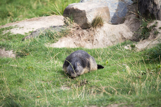 marmotta