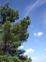 Obraz premium Kiefer Compositing 1