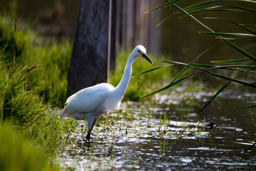 The Snowy Egret is Fishing at Malibu Lagoon