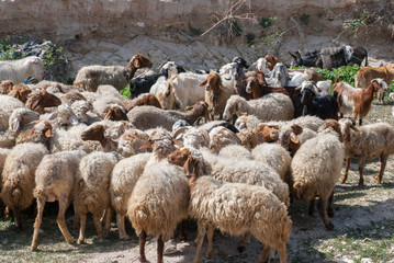 herd of sheep