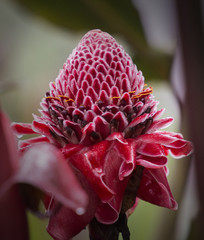 Ginger Flower