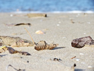 Hojas secas en la playa, principio de otoño, final del verano / Dry leaves on the beach, early fall, late summer