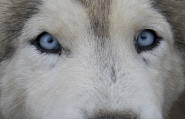Blue Eyed Husky, Ecuador