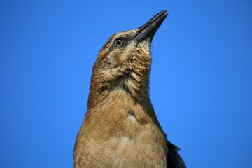 The Female Brewer's Blackbird at Malibu Lagoon in September