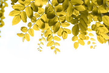 Beautiful yellow leaf autumn season isolated on white, abstract background for autumn concept.