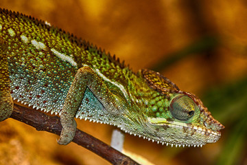Lizard