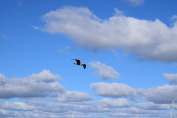 Fototapeta na wymiar Möwe fliegt am schönen Wolkenhimmel