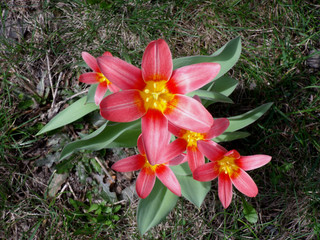 Tulpe sternfšrmig 4