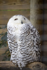 Bubo scandiacus, gufo delle nevi, civetta delle nevi