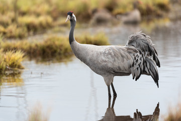 Common crane in a wetland at a stopover site
