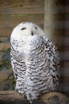 Bubo scandiacus, gufo delle nevi, civetta delle nevi