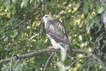 Red Tail Hawk