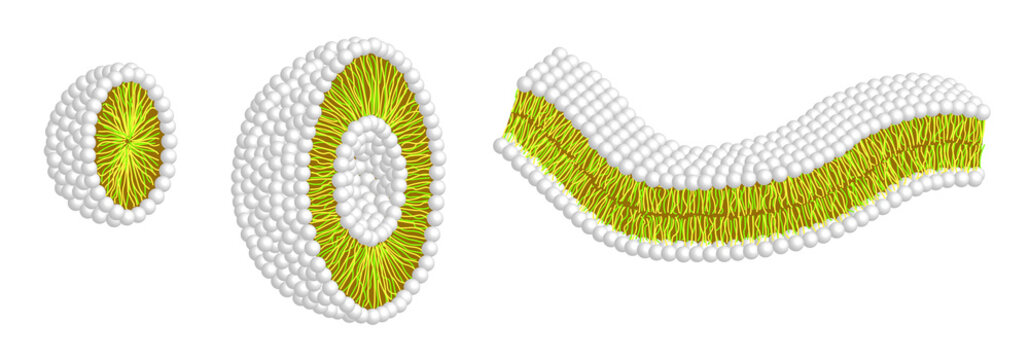 MicelleLiposomDoppelschicht