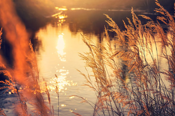 Autumn landscape. Reed by the river in the rays setting sun