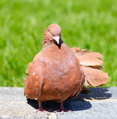 Beautiful brown pigeon on a green grass and asphalt background. Pigeons are traditional urban bird city residents. Divine beauty pigeon symbols of peace
