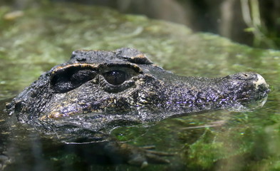 crocodile waiting for the victim