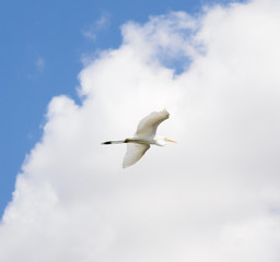 Egret and a bright blue sky with fluffy clouds. Egret (Egretta thula) spotted outdoors. Flying Egret big white  bird
