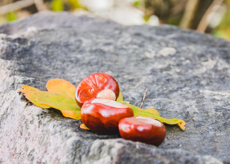 chestnuts on a rock
