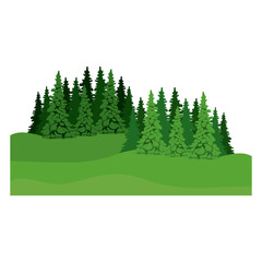 Fototapeta premium pine tree icon. Plant nature spring garden theme. Isolated design. Vector illustration