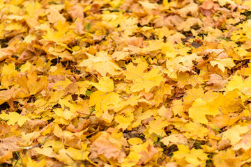 Colourful autumn leaves background, close up on a Sunny day